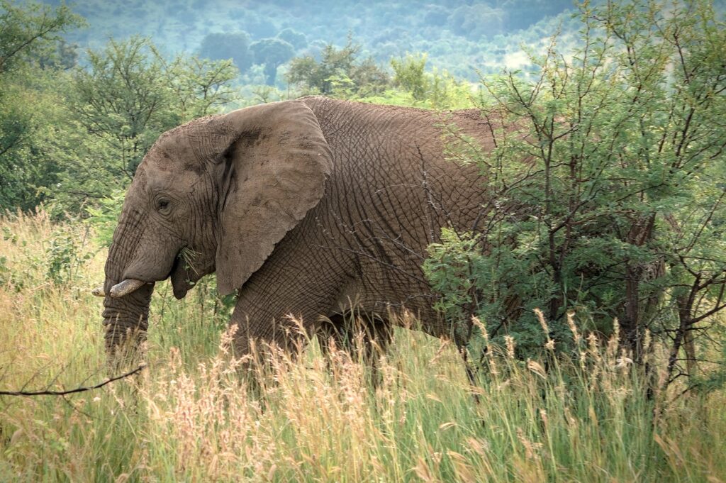 elephant ruaha