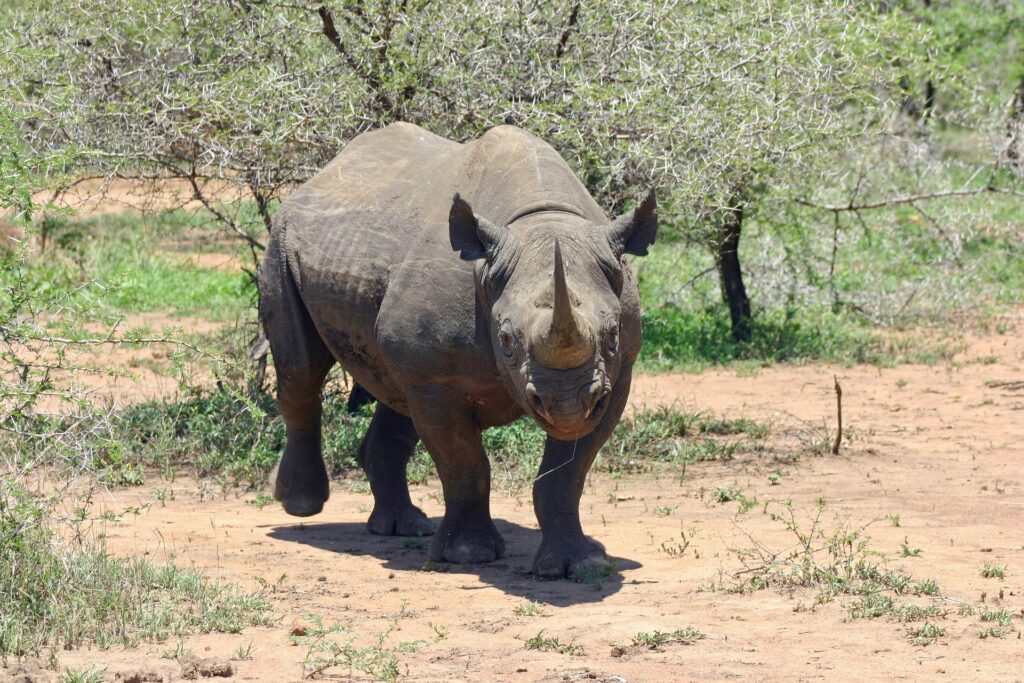 black rhino mkomanzi