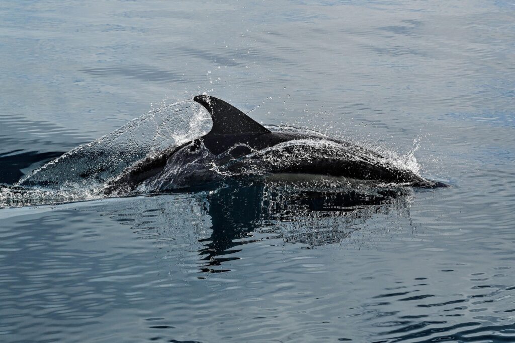 Zanzibar Dolphin Tour