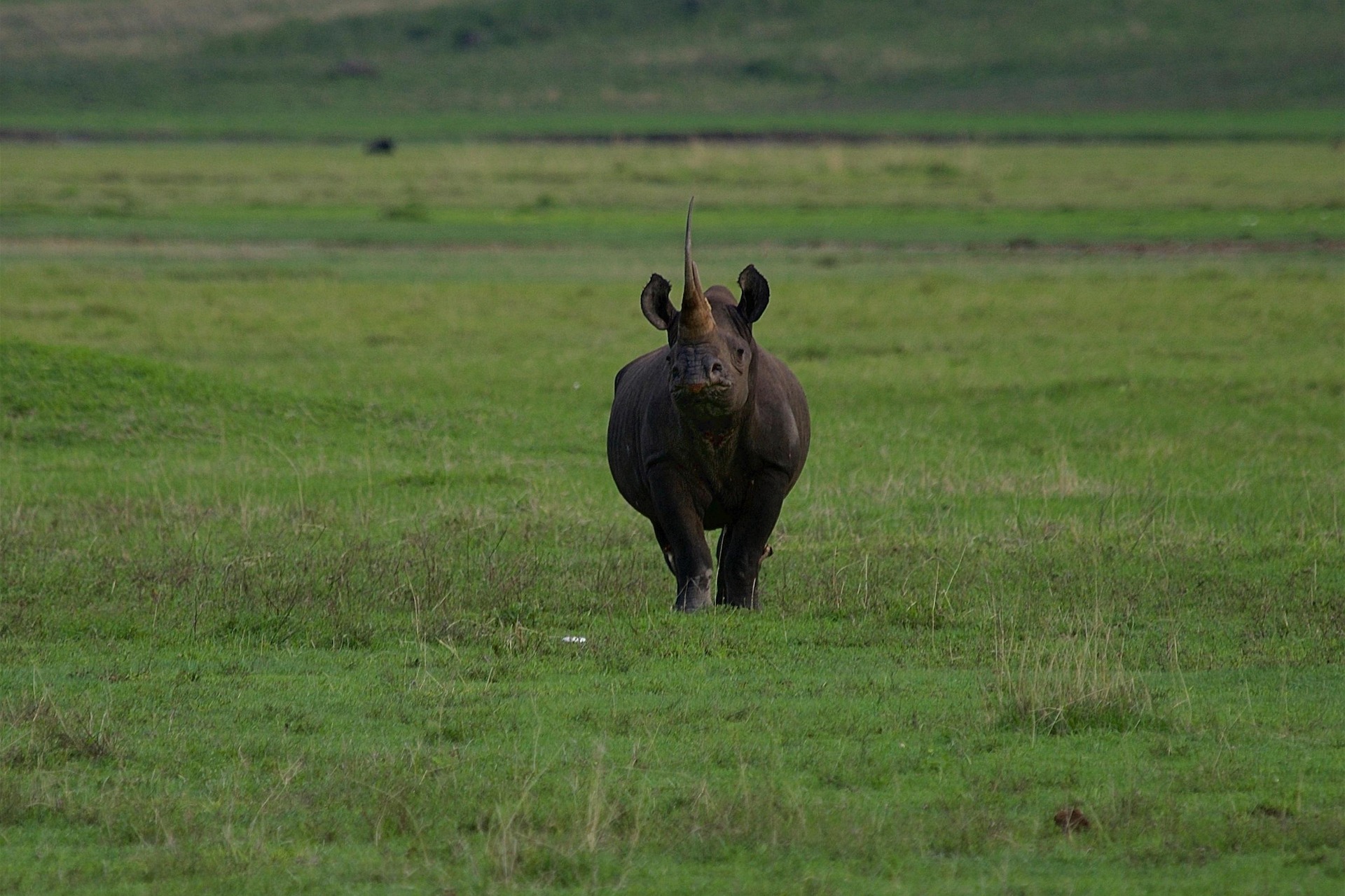 Rhino Image